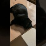 テーブルの上の黒猫🐱 – A cat is on a table – #shorts #cat