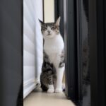 背中舐め猫🐱 – A cat licking her back – #shorts #cat