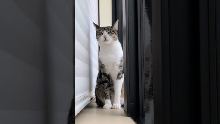 背中舐め猫🐱 – A cat licking her back – #shorts #cat