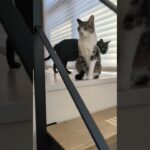 後ろを通る猫🐱 – A cat passing through – #shorts #cat