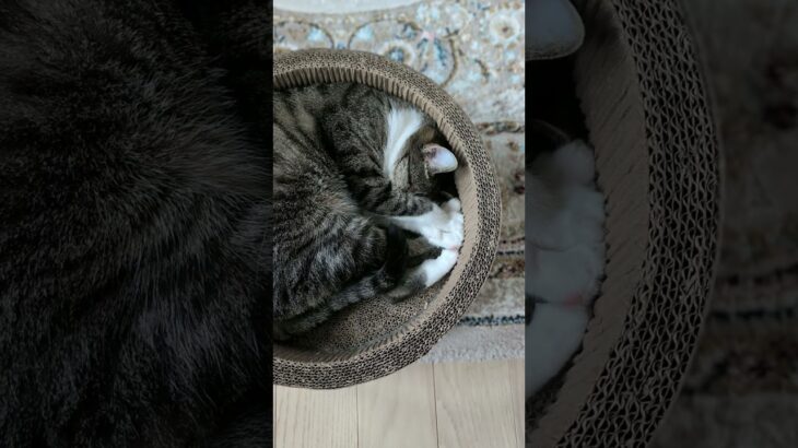 お手々重ね猫🐱 – A cat puts her hands together when sleeping – #shorts #cat
