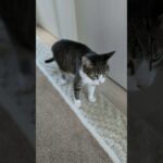 猫の待ちぼうけ🐱 – A cat waiting – #shorts #cat