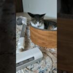 掃除機が近くにいるだけで猫はイカ耳になる😾 – Angry Cats – #shorts #cat