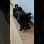 腹出しペロ猫🐱 – Cats Grooming Time – #shorts #cat