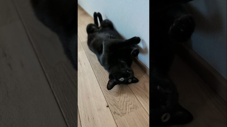 腹出しペロ猫🐱 – Cats Grooming Time – #shorts #cat