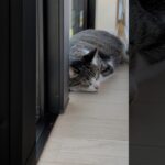 熟睡するお昼寝猫🐱 – Cats Nap Time – #shorts #cat
