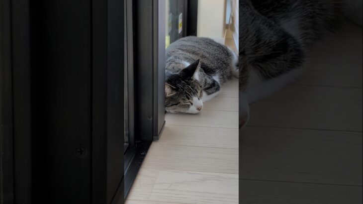 熟睡するお昼寝猫🐱 – Cats Nap Time – #shorts #cat