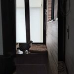 猫の朝ジャンプ🐱 – Cats jumping in the morning – #shorts #cat