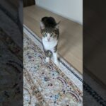 猫のご挨拶ニャー🐱 – Cats say hi – #shorts #cat