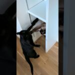 変な場所でケンカする猫🐱 – Funny Cats Fights – #shorts #cat