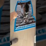 子供に大ウケの猫の動き🐱 – Funny Cats Movement – #shorts #cat