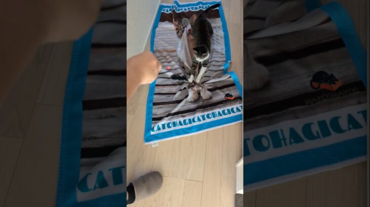 子供に大ウケの猫の動き🐱 – Funny Cats Movement – #shorts #cat