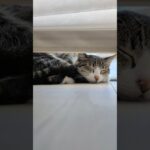 寝てた猫🐱 – My cat slept for a while – #shorts #cat