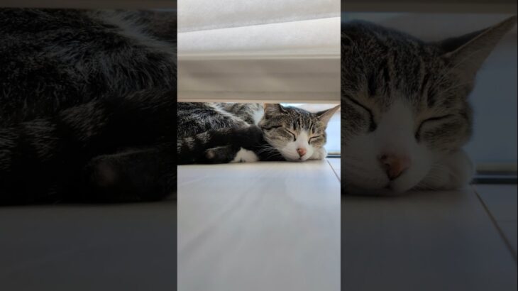 寝てた猫🐱 – My cat slept for a while – #shorts #cat