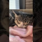 寝起きの猫は機嫌が悪い😾 – My cats just woke up – #shorts #cat