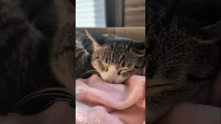 寝起きの猫は機嫌が悪い😾 – My cats just woke up – #shorts #cat