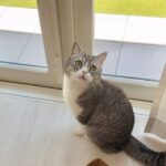 猛暑で外に出れないのにお散歩したくてずっと待ってる猫が可愛すぎました…