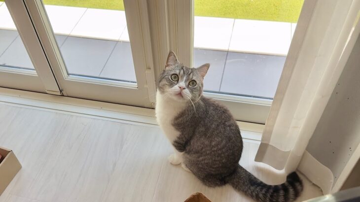 猛暑で外に出れないのにお散歩したくてずっと待ってる猫が可愛すぎました…