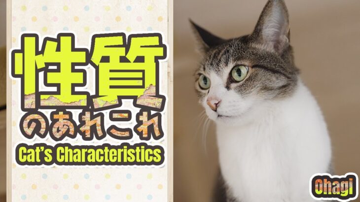 猫の性質のあれこれ