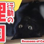 猫の行動の理由