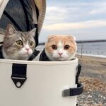 猫たちと一緒に海にお散歩しに行ったら大喜びで可愛すぎました…笑