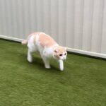 大雨なのにお散歩を我慢できずに庭に飛び出して行った猫がこうなっちゃいました…