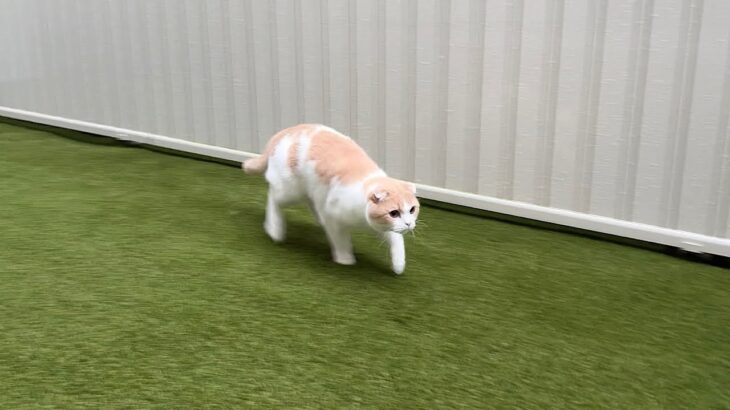 大雨なのにお散歩を我慢できずに庭に飛び出して行った猫がこうなっちゃいました…