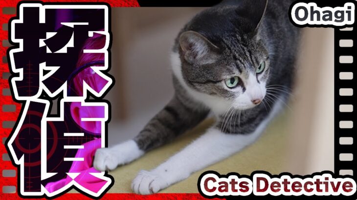 ネコ探偵