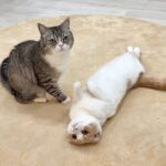 弟と遊びたくて何度も誘ってるのに無視されてる猫がこうなっちゃいました…笑