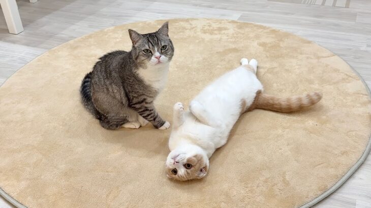 弟と遊びたくて何度も誘ってるのに無視されてる猫がこうなっちゃいました…笑