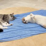冷感シーツを敷いてみたら気持ち良すぎて猫たちが秒でこうなっちゃいました…