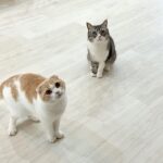 帰ってきたと思ったら忘れ物を取りに戻ってきただけだったときの猫たちの反応が可愛すぎました…