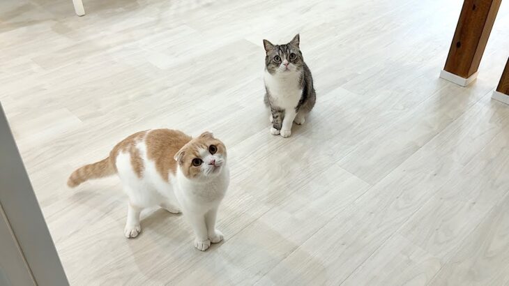 帰ってきたと思ったら忘れ物を取りに戻ってきただけだったときの猫たちの反応が可愛すぎました…