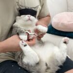爪切りが大嫌いな猫に目隠ししてみたら反応が可愛すぎました…