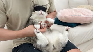 爪切りが大嫌いな猫に目隠ししてみたら反応が可愛すぎました…