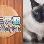 猫のシニア期について