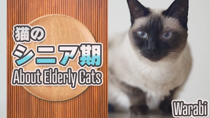 猫のシニア期について