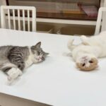 猛暑日にクーラーつけたら猫たちが真下でこうなっちゃいました…笑