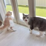 お散歩に連れて行ってもらえないと猫たちが駄々こねてこうなっちゃいます…