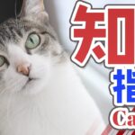 猫の知能