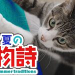 夏の風物詩と猫