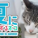 夏に反応する猫