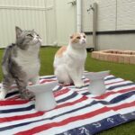朝から庭でピクニックを開催したら猫たちの反応が可愛すぎました笑