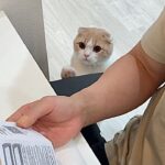 少しでもかまってもらえないとすぐ催促しに来る甘えんぼ猫が可愛すぎましたw