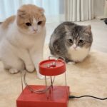 生まれて初めて永久機関を見た猫たちの反応が可愛すぎましたw