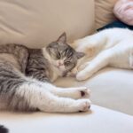 自分のお尻を枕にしてくる兄に不満を溜めてる猫がこうなっちゃいましたwww