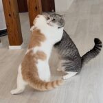 大きくなった弟と相撲取ったら兄猫がまさかのこうなっちゃいました…www