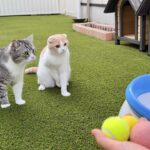 庭でボールを発射してみたら猫たちが大興奮でこうなっちゃいましたwww