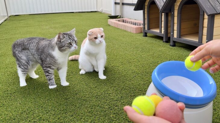庭でボールを発射してみたら猫たちが大興奮でこうなっちゃいましたwww