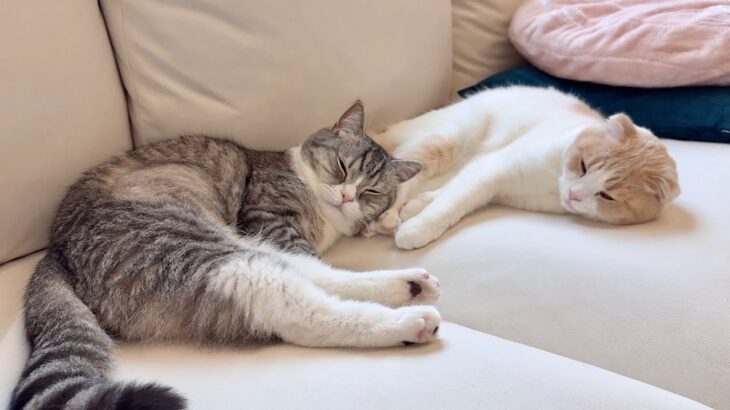 自分のお尻を枕にしてくる兄に不満を溜めてる猫がこうなっちゃいましたwww